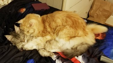orange cat sleeps on top of other sleeping cat