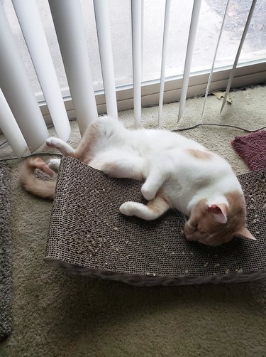 cat sleeps on scratching pad