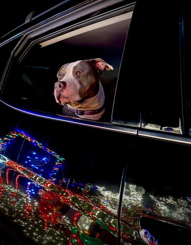 A dog is staring at Christmas lights on a from an open car window.