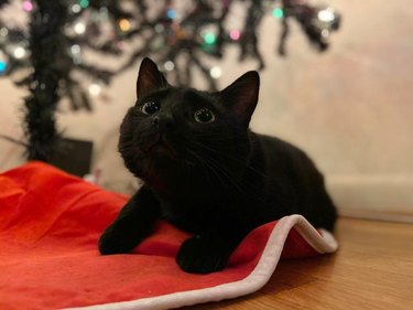 A black kitten marvels at a Christmas tree, while sitting on a red tree skirt.