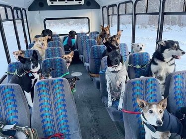 Several dogs are sitting in seats on a bus.