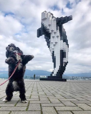 A dog stands up on their hind legs, "mimicking" a lego-style public sculpture in the shape of a jumping whale.