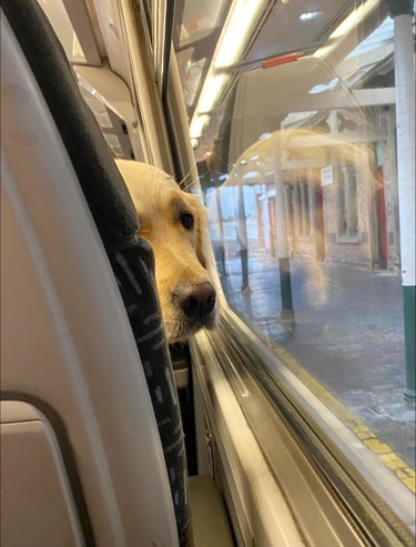 A dog is looking at the person seated behind them on a train.