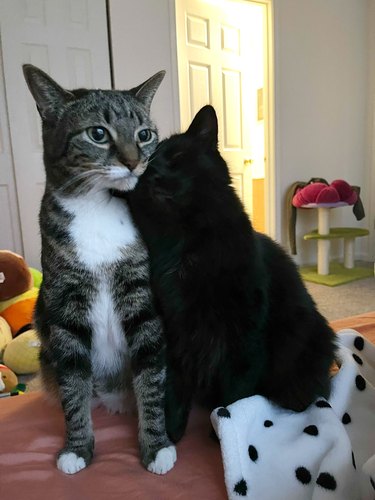 A black cat is leaning against a gray and white cat that is looking ahead.