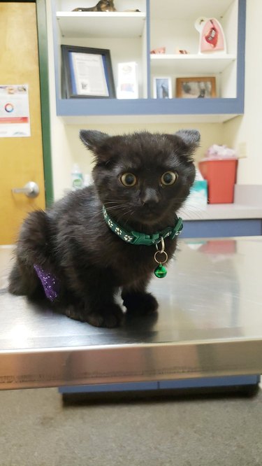 black cat at vet for first time - is majorly concerned