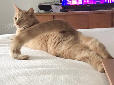 A cat winks at the camera while on a bed.