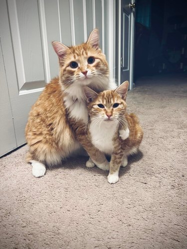 A big orange cat holds a smaller orange cat at home.