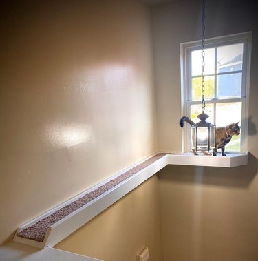 A cat is standing in an elevated indoor window box, which is attached to a homemade wall bridge for the cat to walk on.
