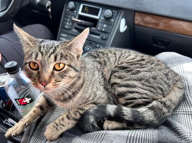 A cat is sitting on their pet parent's lap in a car.