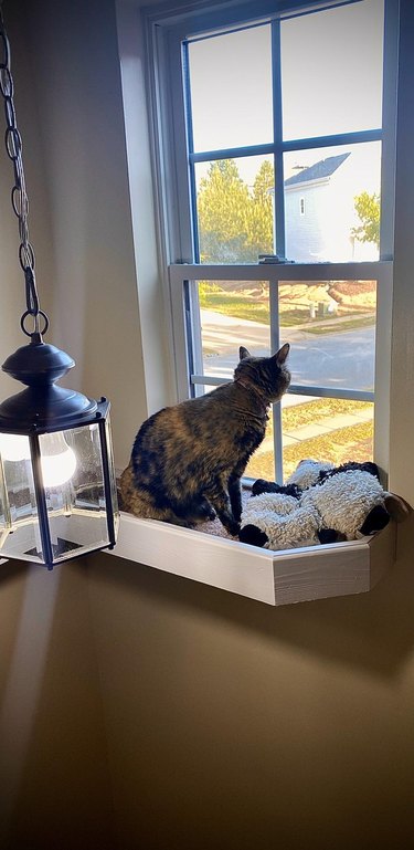 A cat is sitting in an elevated indoor window box.