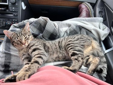 woman adopts cat named Bean who is laying on her lap