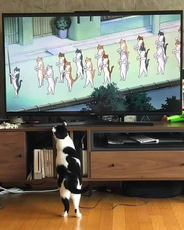A black and white cat standing upright, and watching cartoon cats on tv that are standing in the same position.