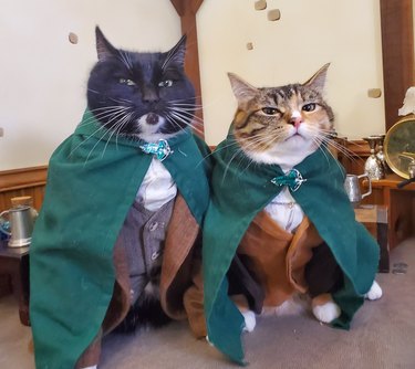 Two cats are wearing green capes and "cosplaying" as Pippen and Merry from Lord of the Rings.