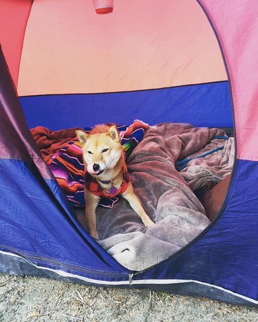 shiba inu dog in tent does a tongue blep