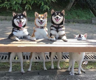 Three dogs posing on a bench with a fourth on the ground. Caption: When you try your best but it's not enough