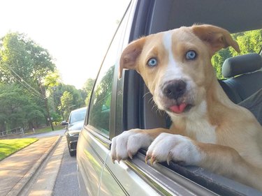 dog with head out car window does a blep