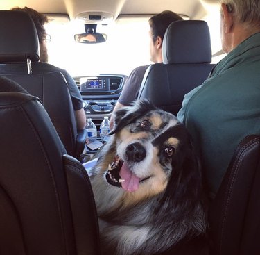 dog in backseat of car does a blep