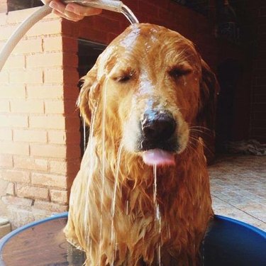 dog being bathed does a blep