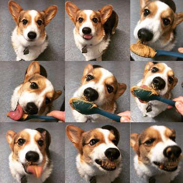 dog bleps after eating peanut butter