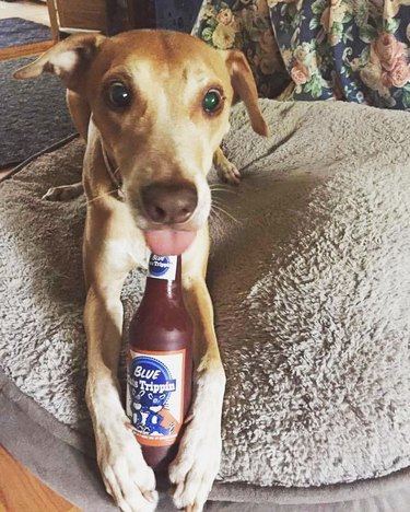 dog bleps beer bottle