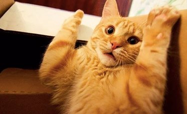orange cat with paws up
