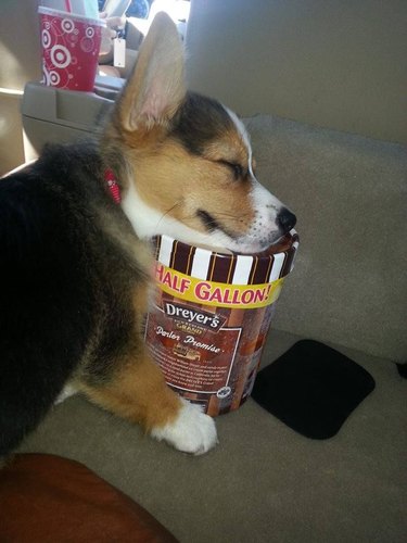 Corgi pup asleep on carton of ice cream