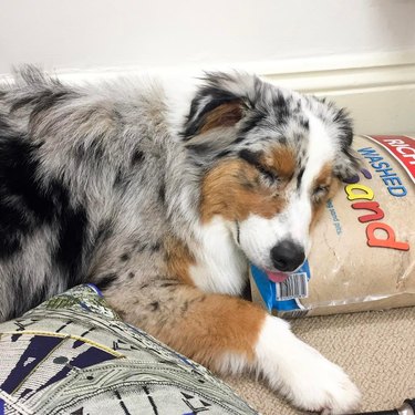 dog sleeping on bag of sand does a blep