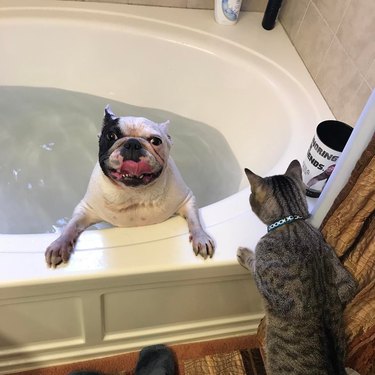dog bleps in the bath tub