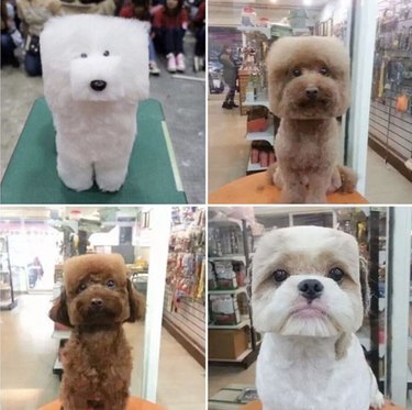 dogs with square hair cuts