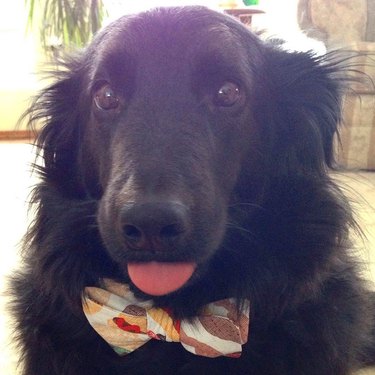 dog in bow tie doing a blep
