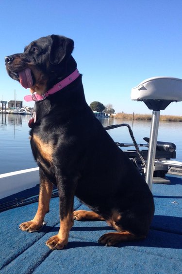 dog does a blep on a boat
