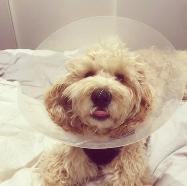 dog in cone of shame does a blep