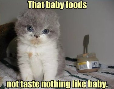 Kitten meme about baby food