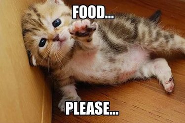 kitten begging for food