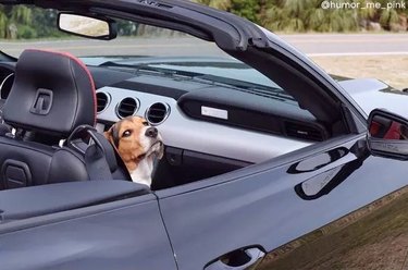 Dog in passenger seat of car looking superior