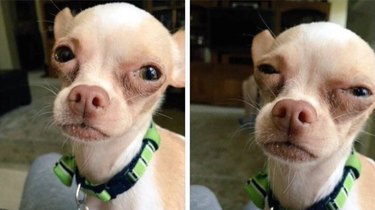 Chihuahua looking skeptical. Caption: When someone's telling u a story but you they're lying