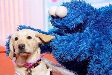 Cookie Monster petting a dog