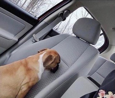 Puppy sitting backwards in passenger seat