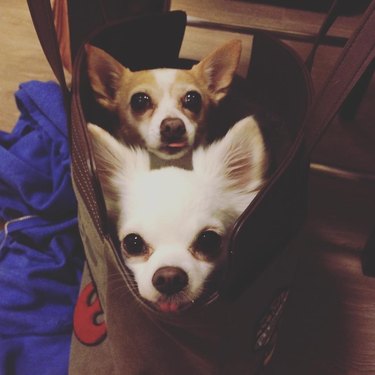 two dogs in a bag doing a blep