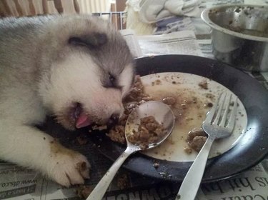 puppy passes out after eating