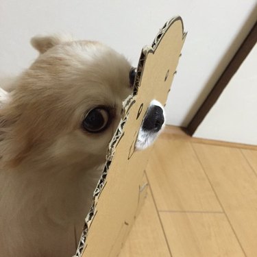 Dog wearing a happy mask. Caption: When you're on the verge of losing it but gotta pretend like everything's cool