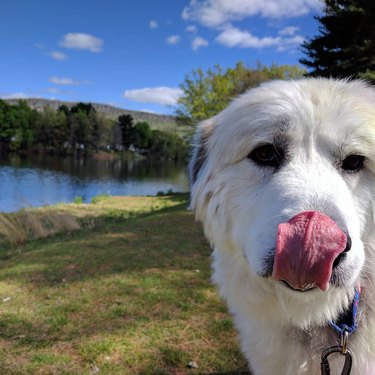 dog does a blep in front of a lake