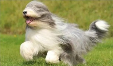 Long haired dog running with its hair obscuring its eyes.
