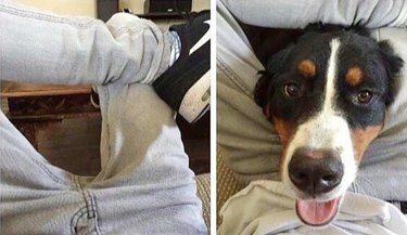 Dog sticking its head through photographer's crossed legs