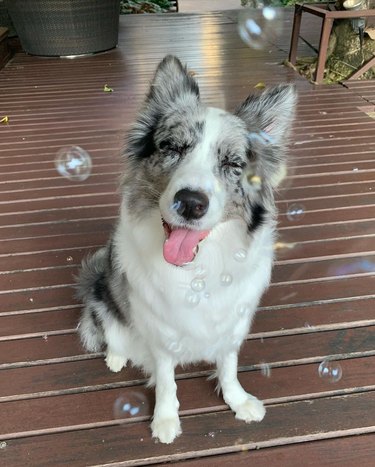 dog does a bubble blep