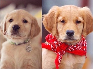 Picture of golden retriever puppy next to picture of golden retriever puppy wearing a neckerchief.