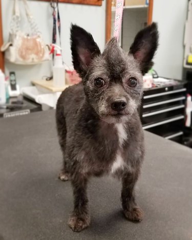 dog with mohawk