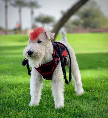 dog with mohawk