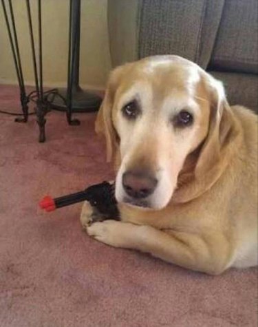 Dog holding toy pistol.