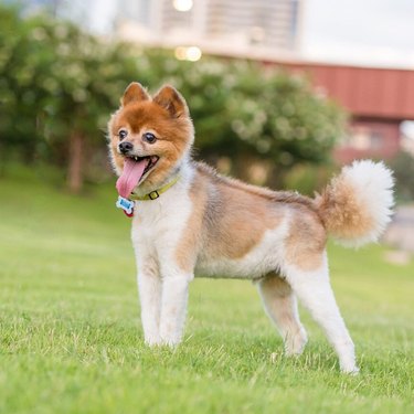 dog with mohawk